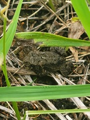 Anaxyrus americanus