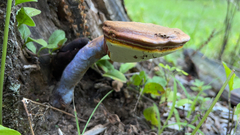 Ganoderma curtisii