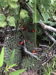Mammillaria sheldonii