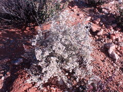 Eriocephalus