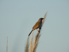 Embernagra platensis