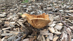 Agrocybe putaminum