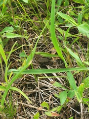 Anaxyrus americanus