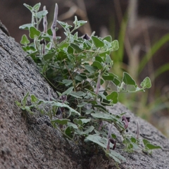 Aristolochia wrightii