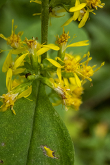 Solidago flexicaulis