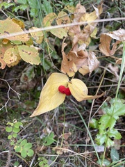 Prosartes trachycarpa