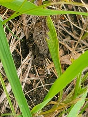 Anaxyrus americanus