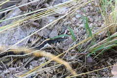 Thamnophis cyrtopsis