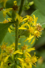 Solidago flexicaulis