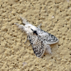 Apotolype brevicrista