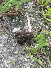 Anaxyrus americanus