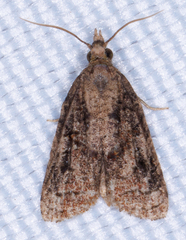 Platynota idaeusalis