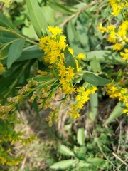 Solidago missouriensis