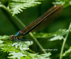 Calopteryx amata