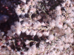 Eriocephalus