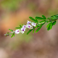 Lespedeza cuneata