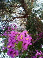 Bougainvillea glabra