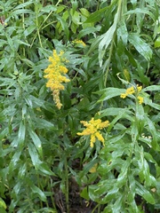 Solidago altissima
