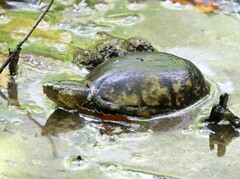 Kinosternon subrubrum