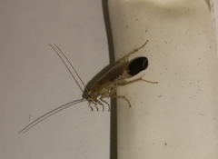 Ectobius vittiventris