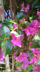 Bougainvillea glabra