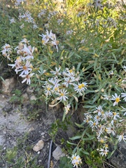 Eucephalus engelmannii