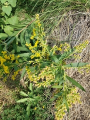 Solidago missouriensis