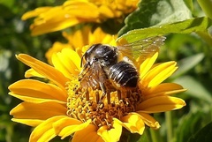 Megachile centuncularis
