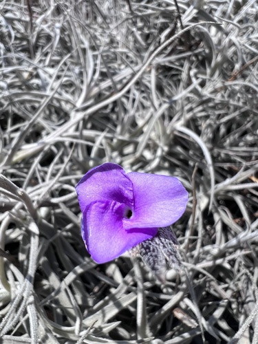 Tillandsia paleacea C.Presl