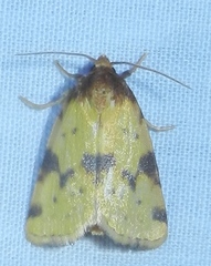 Azenia obtusa