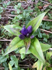 Gentiana clausa
