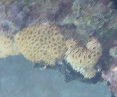 Palythoa caribaeorum