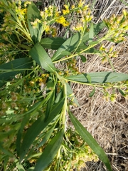 Solidago missouriensis