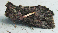 Vittaplusia vittata