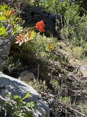 Sorbus scopulina