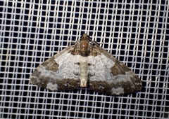 Melanthia procellata