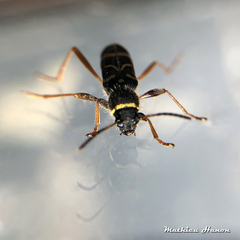 Clytus arietis