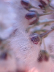 Eriocephalus