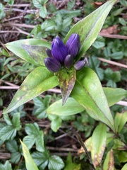 Gentiana clausa