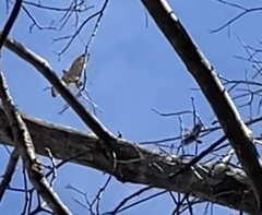 Buteo jamaicensis