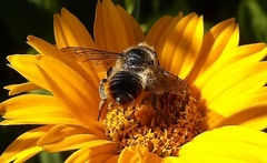 Megachile centuncularis