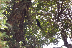 Eupetomena macroura