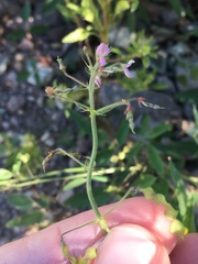 Desmodium