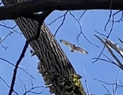Buteo jamaicensis