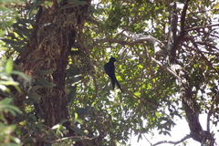 Eupetomena macroura