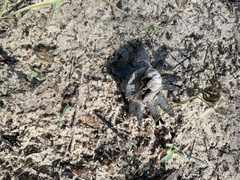 Scleroderma polyrhizum