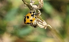 Hippodamia parenthesis