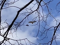 Buteo jamaicensis