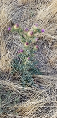 Cirsium undulatum