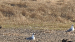 Chroicocephalus cirrocephalus